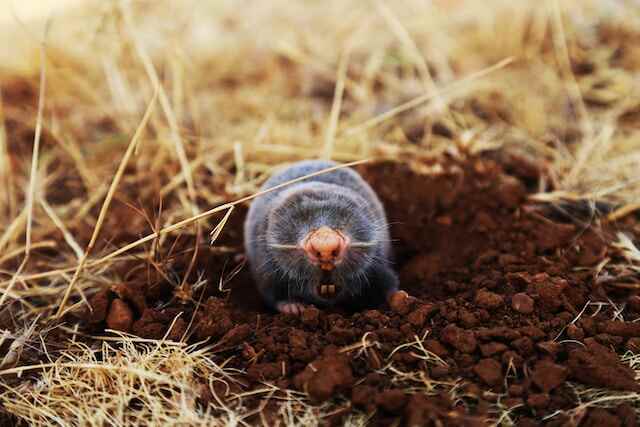 A ground mole.