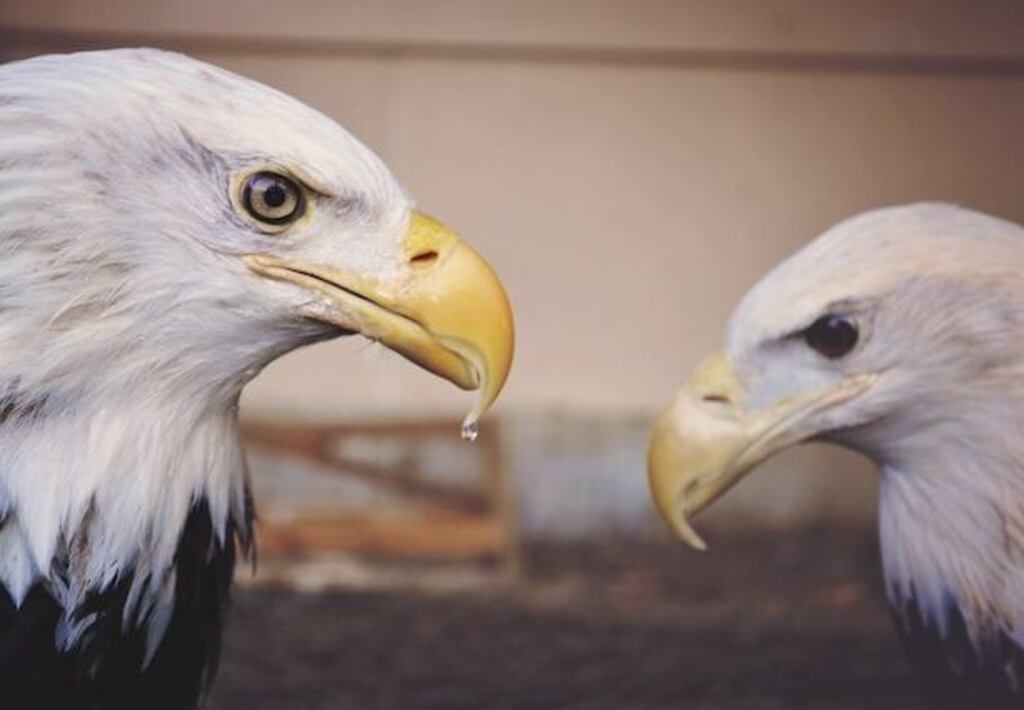 Two Eagles facing each other.
