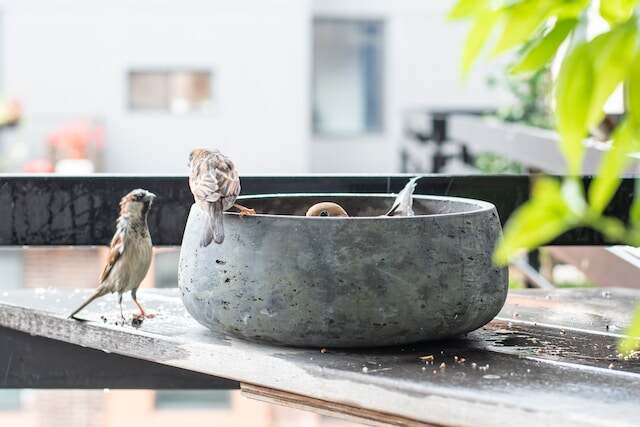 A bunch of sparrows eating out of a bowl outdoors.