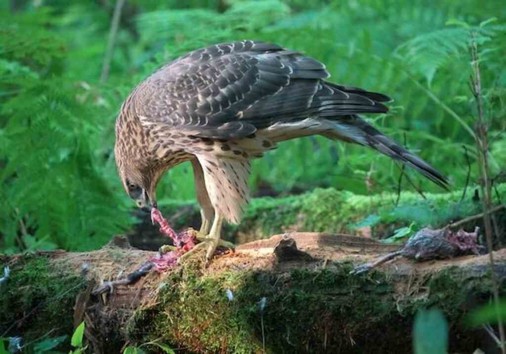A large hawk eating a dead bird.