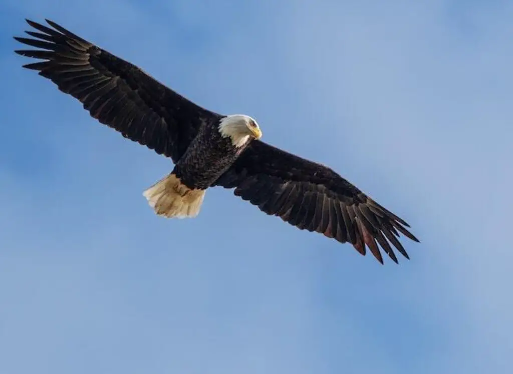 A Bald Eagle soaring through the sky.