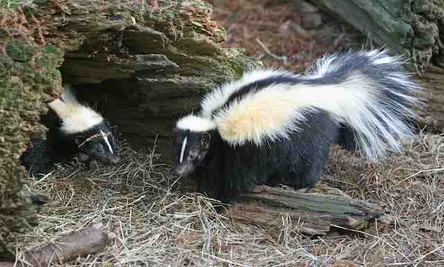 Two skunks together.