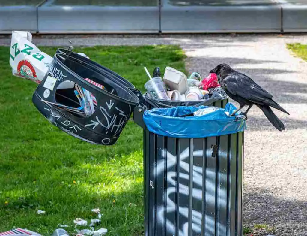 A Crow eating garbage from a garbage can.