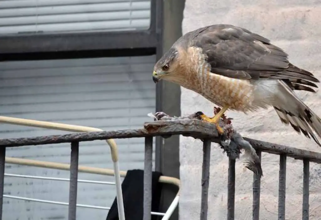 A large Cooper's Hawk perched on a railing eating a pigeon.