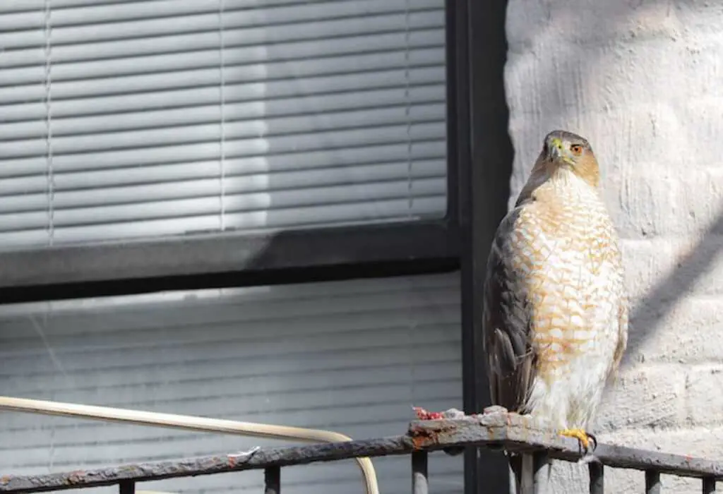 Cooper's hawk on a New York City fire escape.