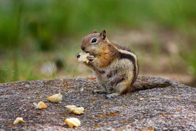 A chipmunk standing on a large rock, eating bread.