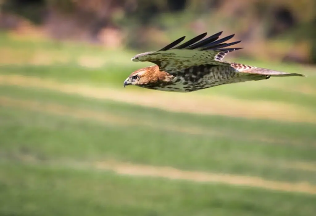A Red-tailed hawk diving at high speeds.