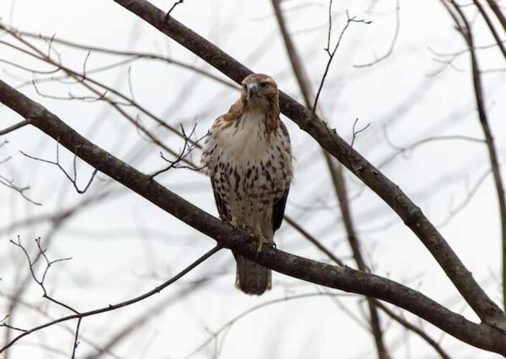 A Hawk perched in a tree.