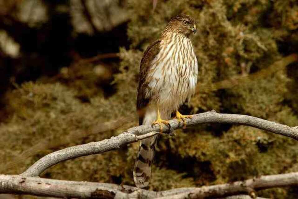 A Coopers Hawk perched in a tree.