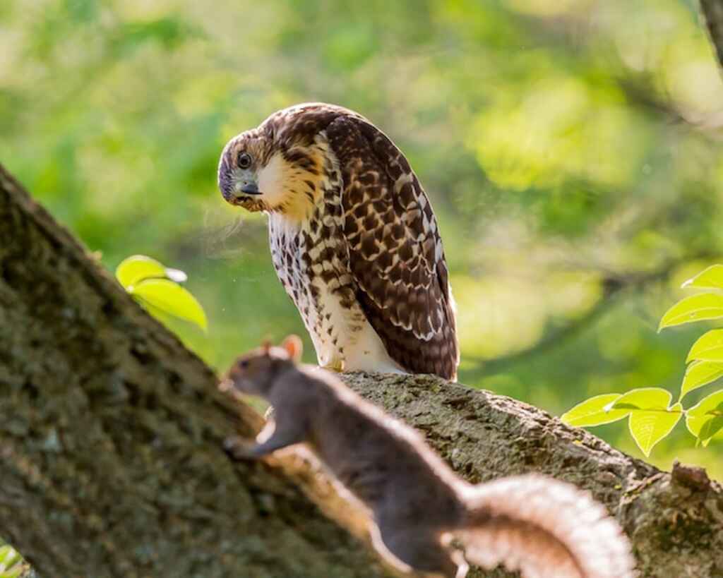 A fledgling Red-tailed Hawk ventures out of the nest and encounters a squirrel for the first time