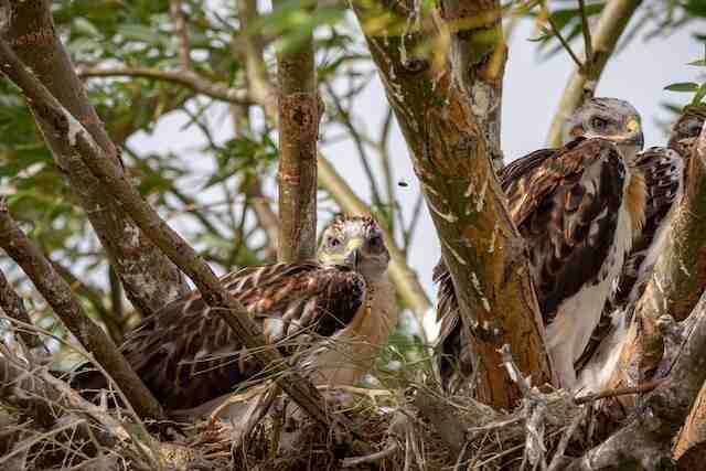 A couple of hawks in their nest.
