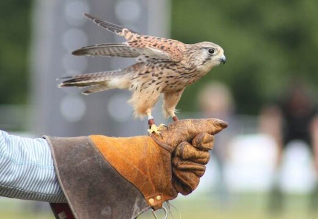 An American Kestrel perched on a falconer's hand.