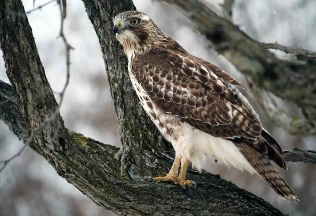 A hawk perched in a tree waiting for prey.