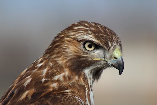 A close-up of a hawks head.