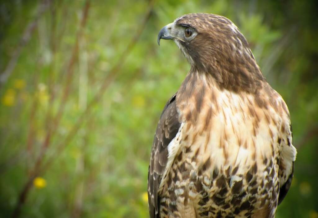 A Red-tailed Hawk looking around.