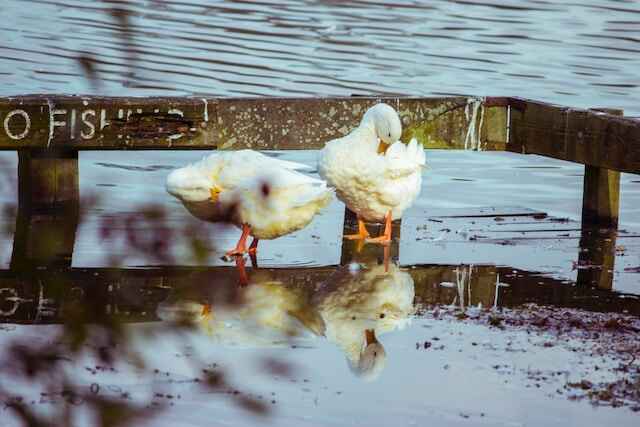Two ducks perched on a dock, preening themselves.