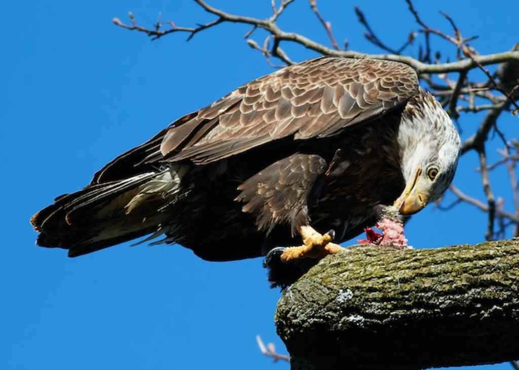 An eagle eating a fish.