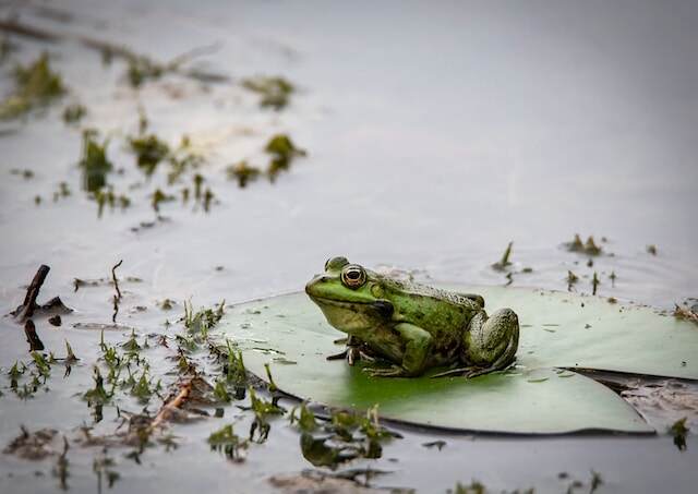 A green frog on a lily pad.