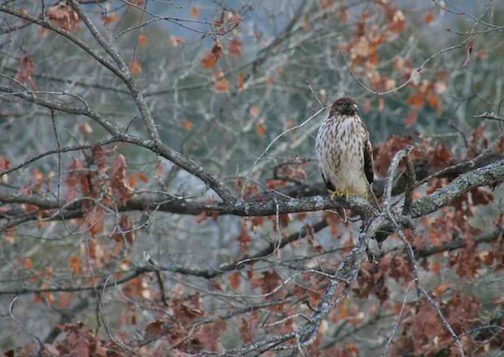 A Red-tailed hawk perched in a tree.