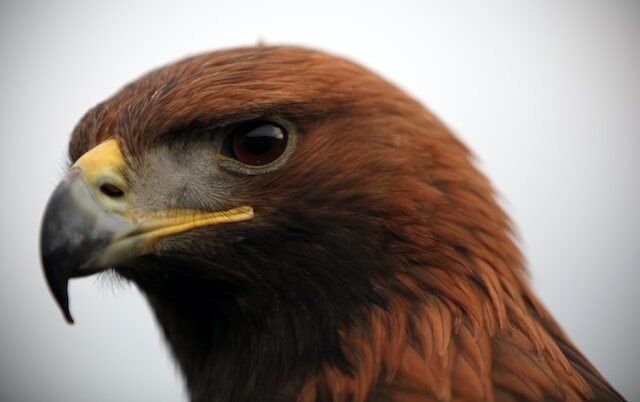 A Golden Eagles head shot.