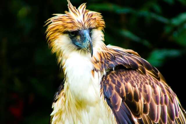 A Great Philippine Eagle.