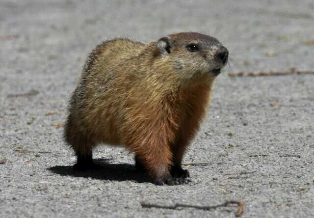 A groundhog taking a stroll.