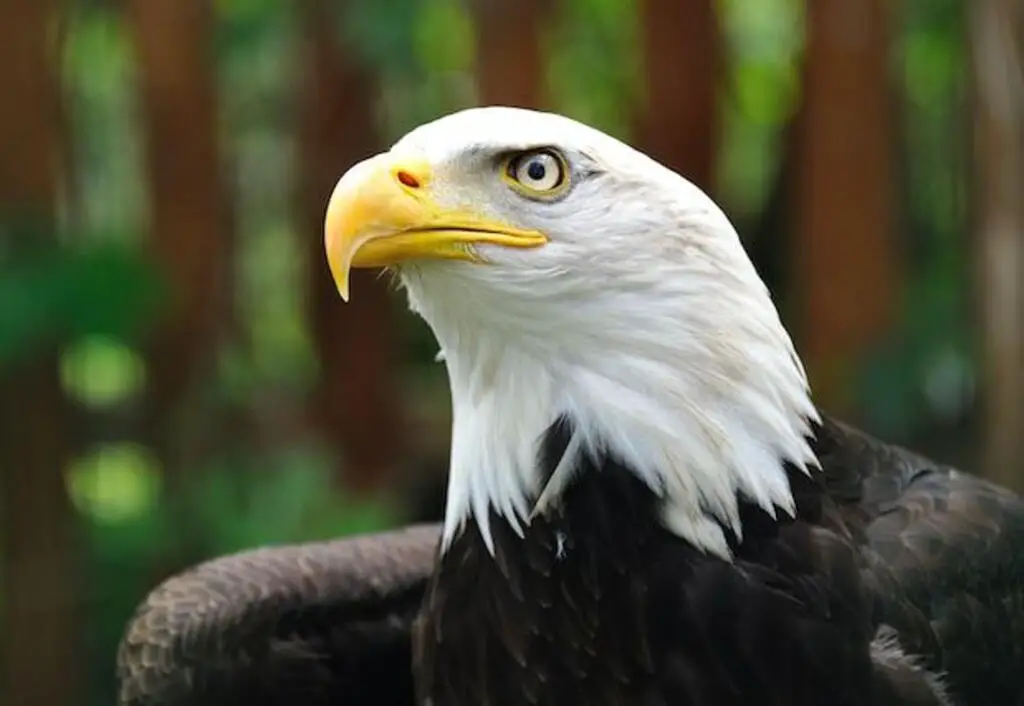 A Bald eagle headshot.