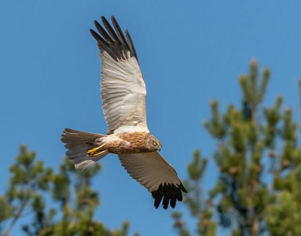 A Harrier circling the sky.