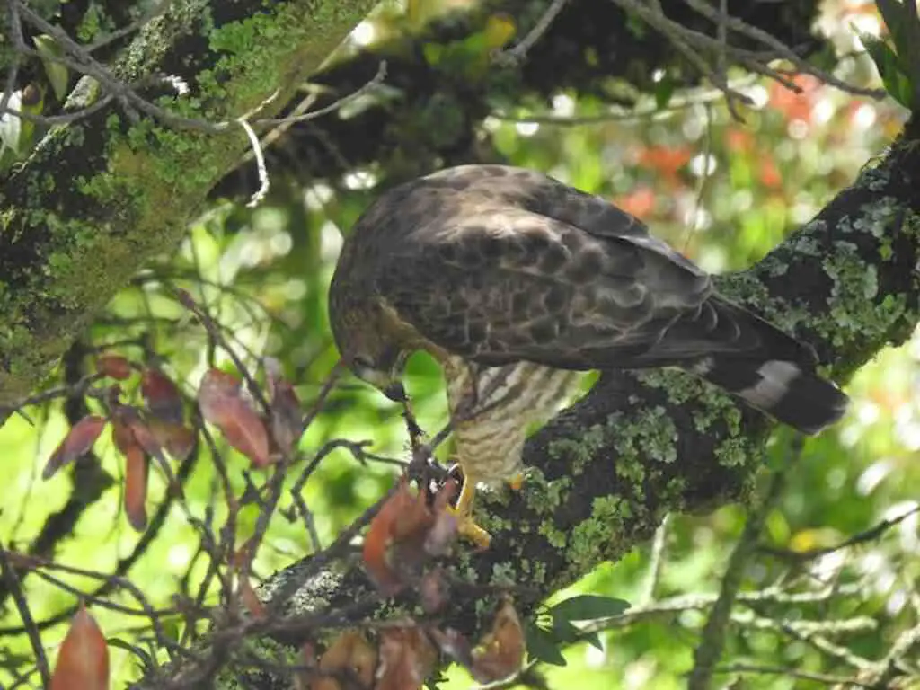 A hawk perched in a tree eating a worm.