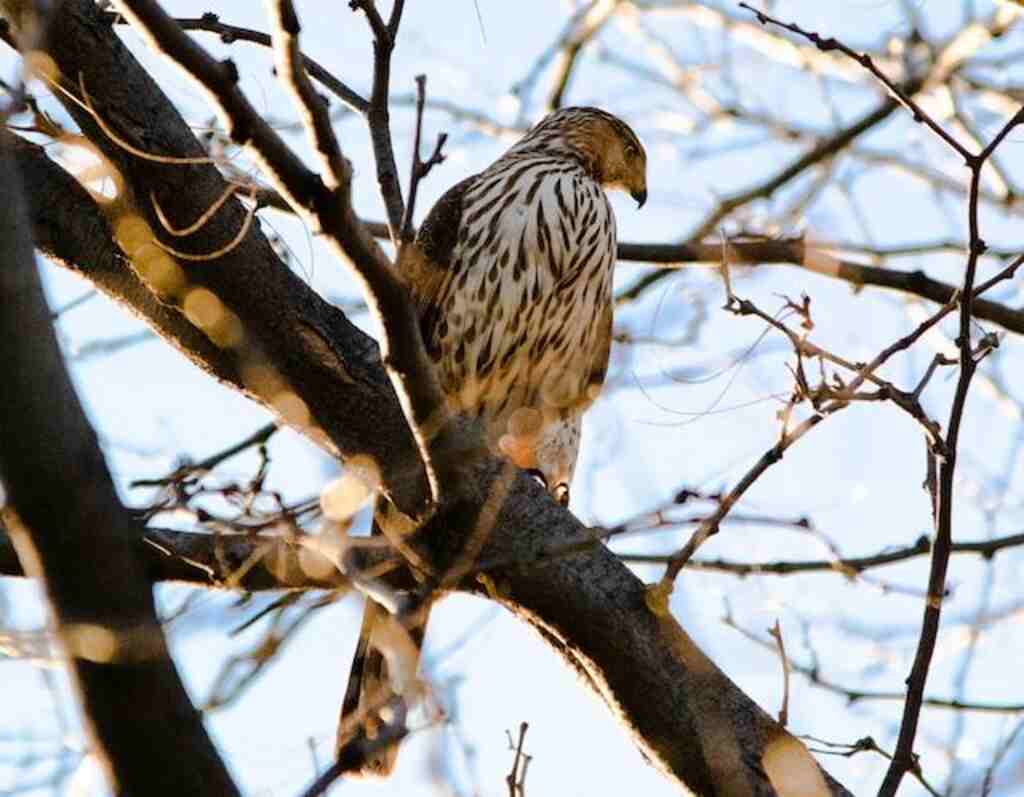 A hawk perched in a tree in a person's backyard.
