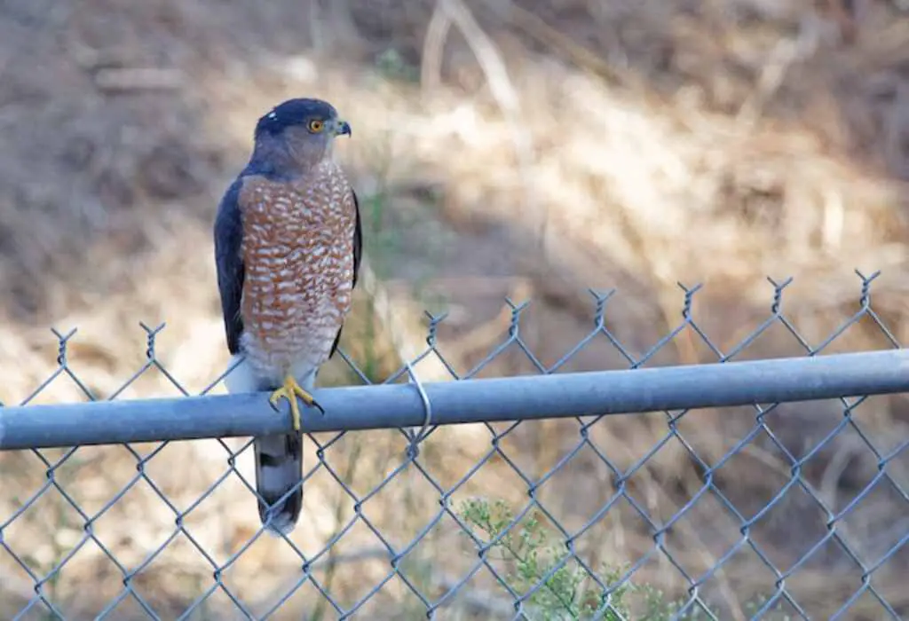 A Hawk perched on a fence.