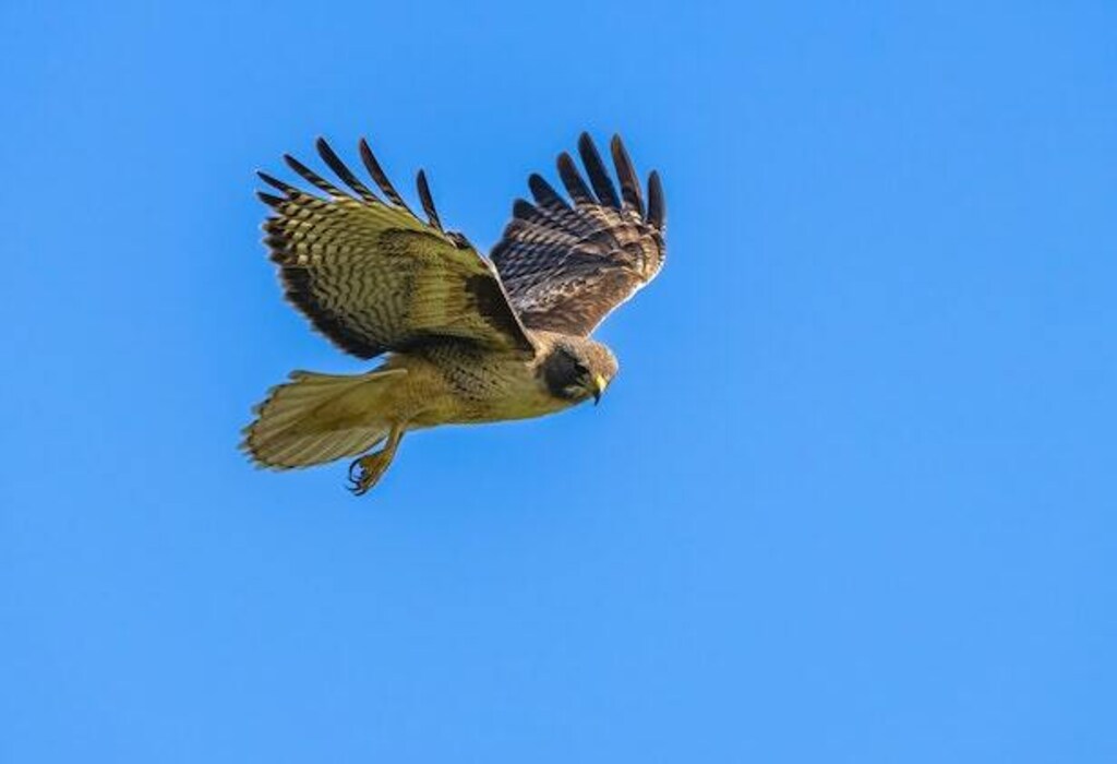 A Hawk soaring high up in the sky.