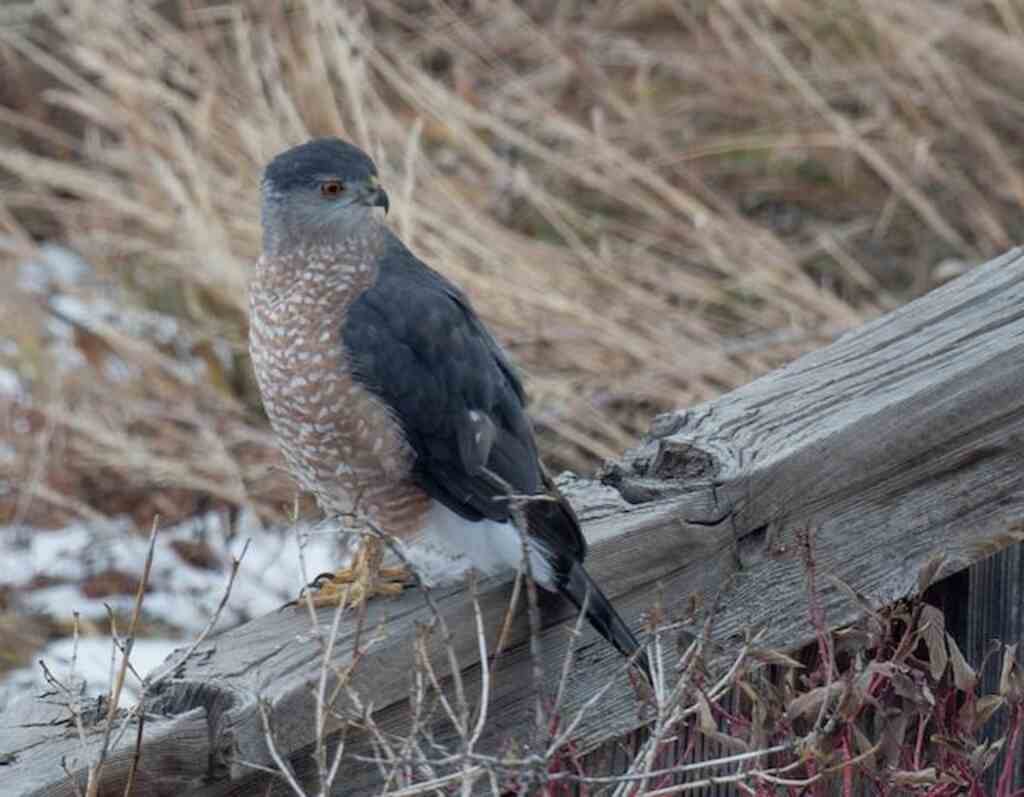 A Cooper's Hawk perched on a wooden fence.