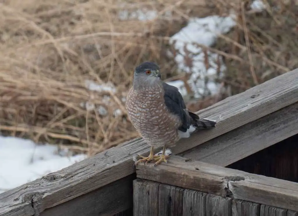 A Cooper's Hawk perched on a fence.