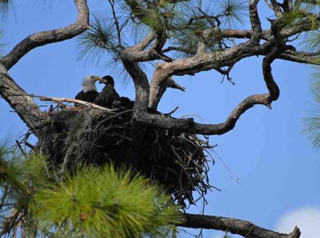 A pair of Bald Eagles in their nest at Bonita Bay.