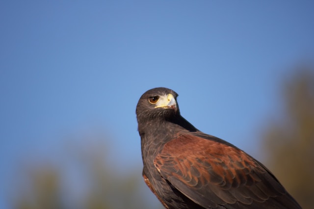 A Harris's hawk posing for a photo.
