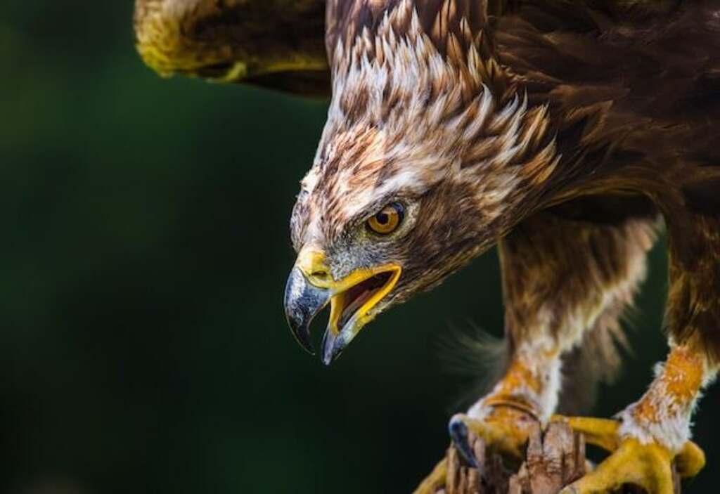 A close-up shot of an angry Golden Eagle.