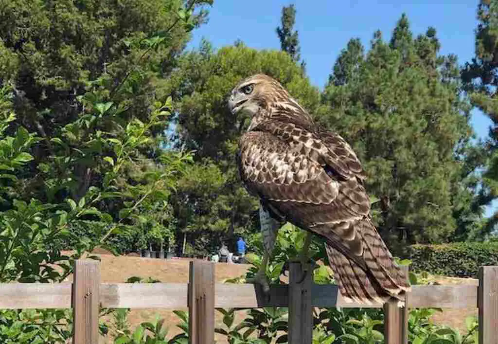 A large Cooper's Hawk perched on a backyard fence.