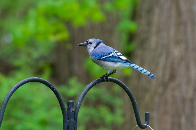 A Blue Jay perched on a metal railing.