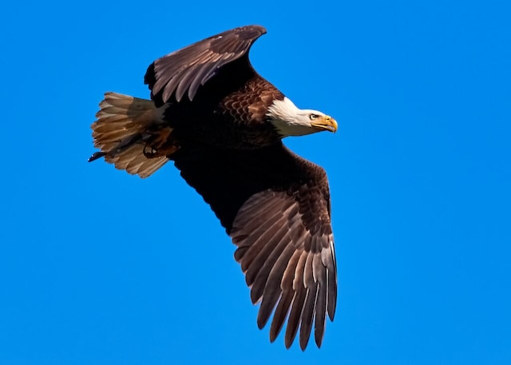 A Bald Eagle flying with a fish in its talons.
