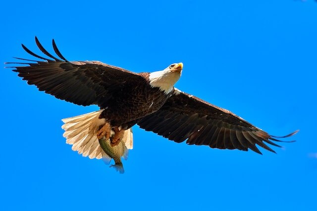 An eagle with a fish in its talons.