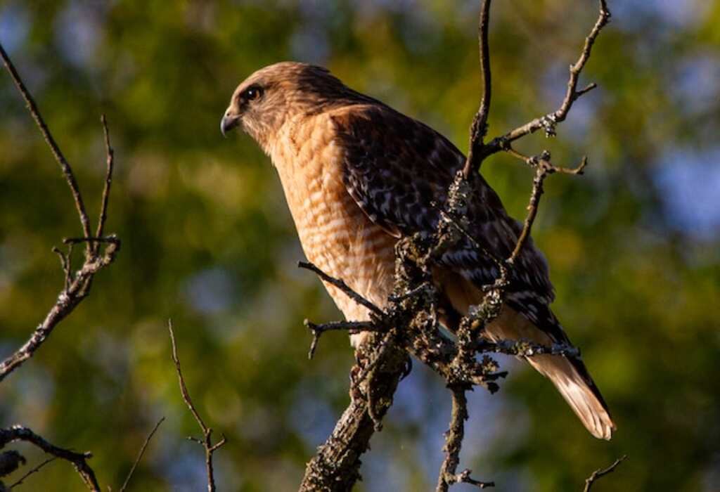 A Cooper's Hawk perched in a tree.