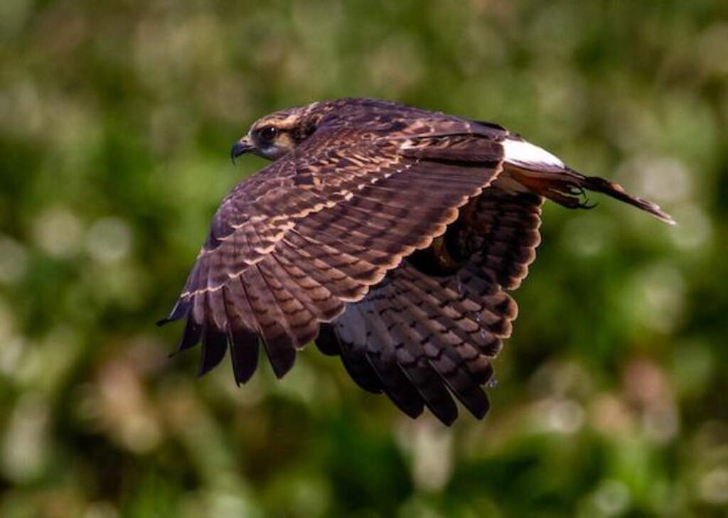 A northern harrier heads towards a tree.