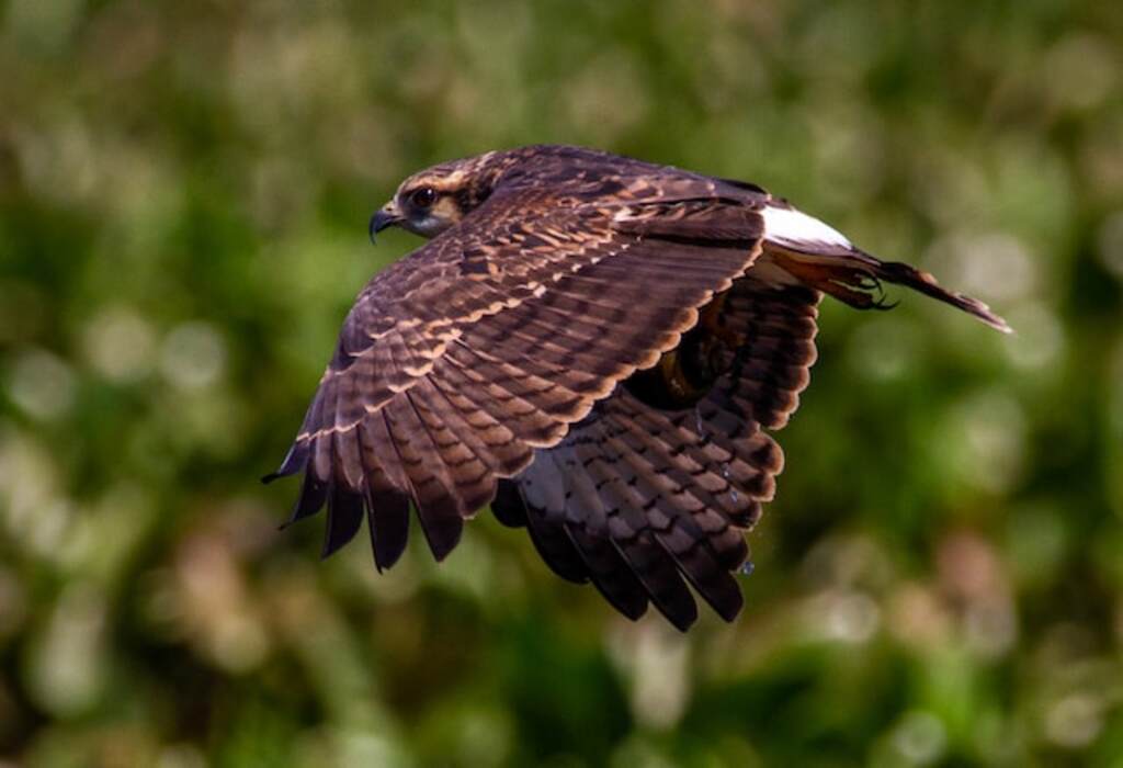 A Northern Harrier flying at high speeds.