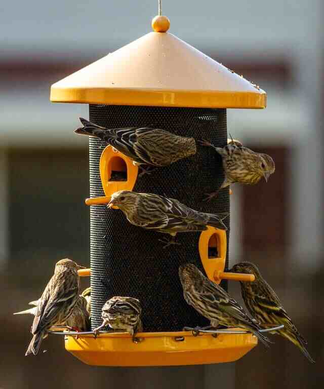 A bunch of birds on a thistle feeder.