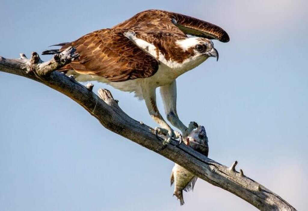 An Osprey perched on a branch with a fish in its talons.