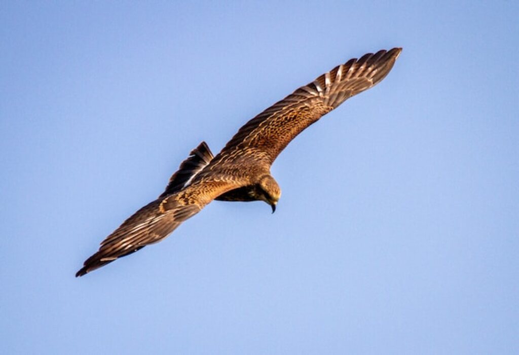 Northern Harrier, soaring high in the sky, searching for prey.