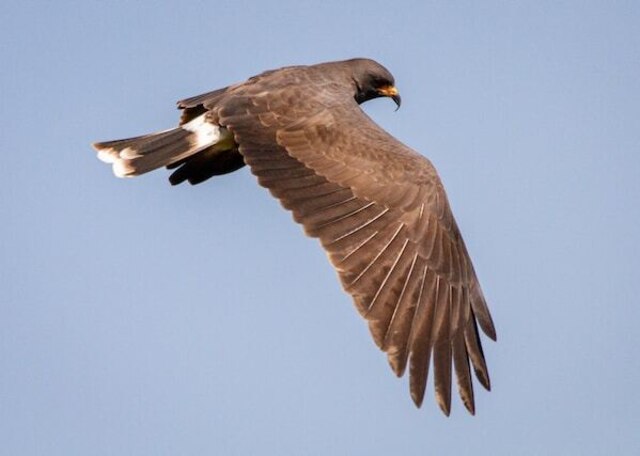 A Northern Harrier soaring through the sky.