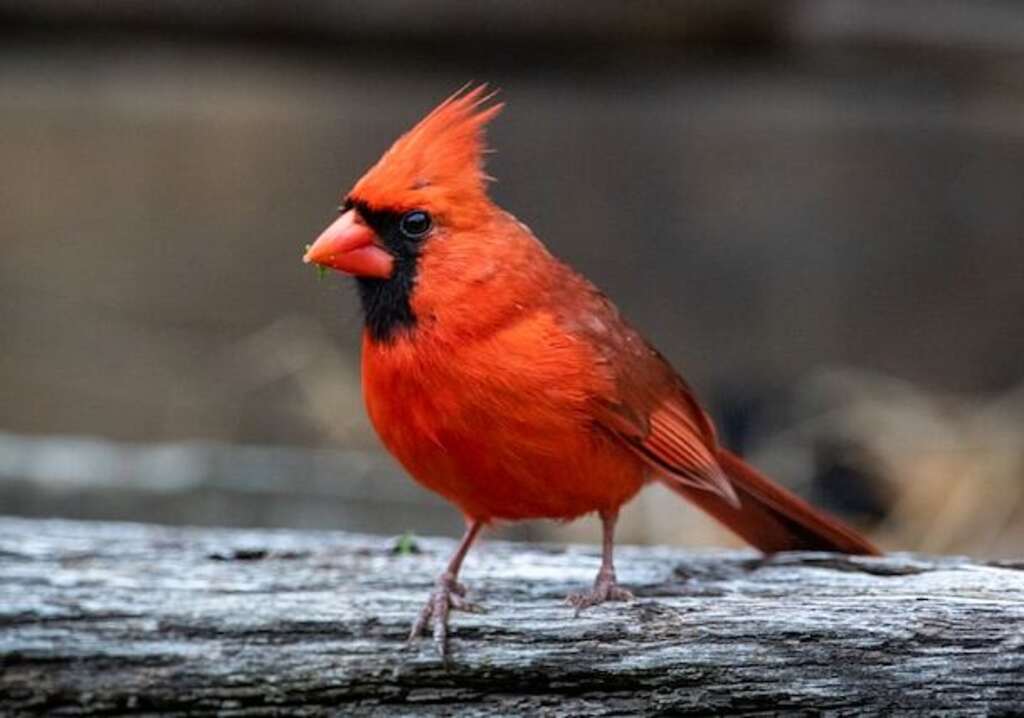 A Northern Cardinal perched on a wood railing.