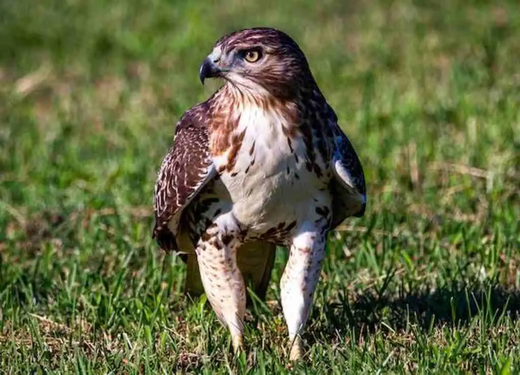 A Red-tailed hawk standing on grass.